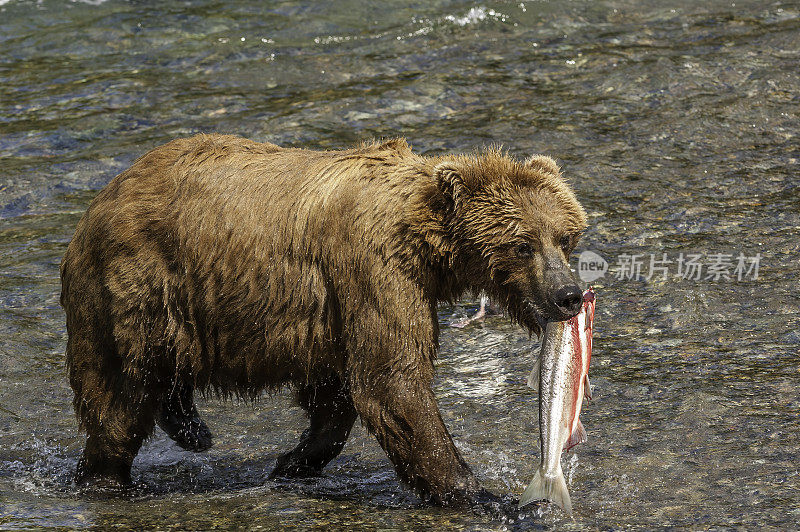 阿拉斯加棕熊，北极熊，吃红鲑鱼，Oncorhynchus nerka，布鲁克斯河和瀑布，卡特迈国家公园，阿拉斯加。以刚从河里抓来的鲑鱼为食。